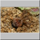 Anoplius infuscatus - Weswespe w002b Spinne-OS-Hasbergen-Lehmhuegel-det.jpg